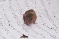 Singende Mäuse