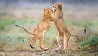 Tanz der Löwenkinder