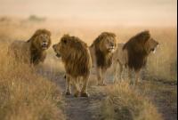 Familienleben der Löwen