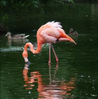 Flamingo 337113814 XL