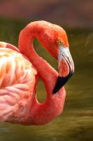 Flamingos 37253747 XL