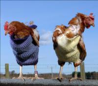 Pullover für Hühner