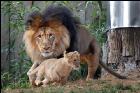 Löwenspielchen