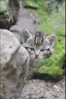 Wildkatzen Baby