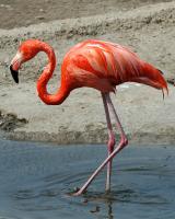 Flamingos Farben