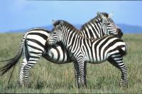 Zebras ohne Streifen
