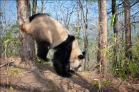 Muß mal für Großpandas