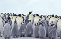 Pinguin Kita