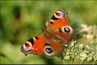 Schmetterlings Puder-Trick