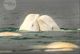 Weißwal taucht auf