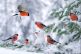 SNOWMAN AND BIRDS