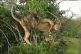 Lion Stuck In Tree