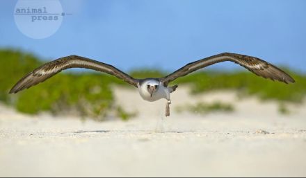 Albatross beim Start