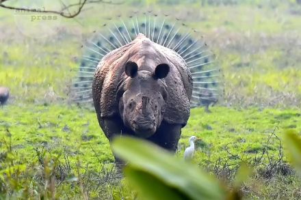 Ein Rhino schlägt Rad