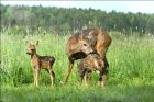 Bambi-Boom in Feld und Flur