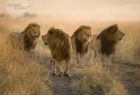 Familienleben der Löwen